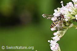 Hainschwebfliege (Episyrphus balteatus)