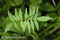 Foto: Gebräuchlicher Baldrian (Valeriana officinalis)