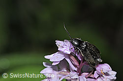 Schwarzer Rauhaarschnellkäfer (Hemicrepidius niger)
