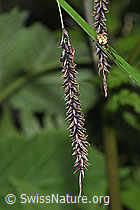 Foto: Schlaffe Segge (Carex flacca)