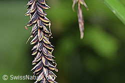 Foto: Schlaffe Segge (Carex flacca)