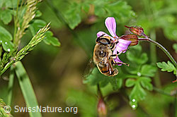 Mistbiene (Eristalis tenax)