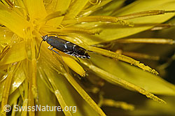 Foto: Glyphipterix simpliciella