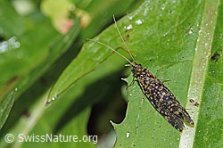 Foto: Köcherfliege (Trichoptera)