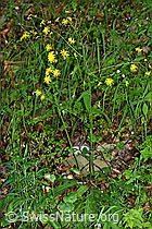 Sumpf-Pippau (Crepis paludosa) (F219073) Sumpf-Pippau (Crepis paludosa) (F219073)