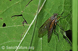 Rhagio notatus (Schnepfenfliege) (F219096) Rhagio notatus (Schnepfenfliege) (F219096)