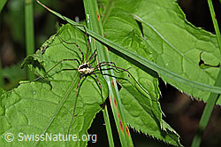 Gemeiner Gebirgsweberknecht (Mitopus morio) (03.07.2022, F219114)