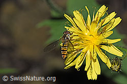 Hainschwebfliege (Episyrphus balteatus)
