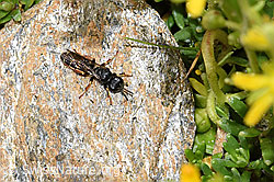 Crabro alpinus (Grabwespe) (F224575) Crabro alpinus (Grabwespe) (F224575)