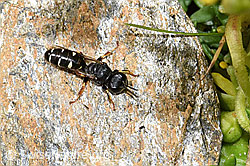 Crabro alpinus (Grabwespe) (F224576) Crabro alpinus (Grabwespe) (F224576)