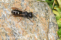 Crabro alpinus (Grabwespe) (F224577) Crabro alpinus (Grabwespe) (F224577)