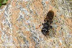 Crabro alpinus (Grabwespe) (F224579) Crabro alpinus (Grabwespe) (F224579)