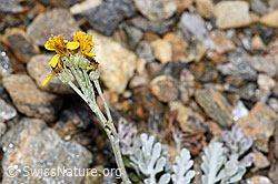 Graues Greiskraut (Senecio incanus) (F224603) Graues Greiskraut (Senecio incanus) (F224603)