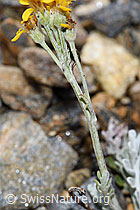 Graues Greiskraut (Senecio incanus) (F224607) Graues Greiskraut (Senecio incanus) (F224607)