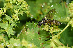 Tenthredo brevicornis (Blattwespe) (F224680) Tenthredo brevicornis (Blattwespe) (F224680)