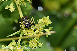 Tenthredo brevicornis (Blattwespe) (F224682) Tenthredo brevicornis (Blattwespe) (F224682)