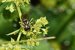 Tenthredo brevicornis (Blattwespe) (F224683) Tenthredo brevicornis (Blattwespe) (F224683)