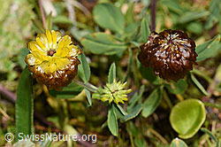 Braun-Klee (Trifolium badium) (F224688)