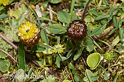 Braun-Klee (Trifolium badium) (F224692)