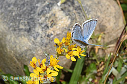 Himmelblauer Bläuling (Lysandra bellargus) an Grauem Greiskraut (Senecio incanus) (F224701) Himmelblauer Bläuling (Lysandra bellargus) an Grauem Greiskraut (Senecio incanus) (F224701)