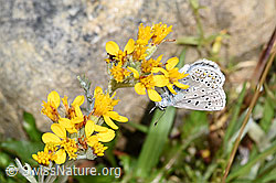 Himmelblauer Bläuling (Lysandra bellargus) an Grauem Greiskraut (Senecio incanus) (F224703) Himmelblauer Bläuling (Lysandra bellargus) an Grauem Greiskraut (Senecio incanus) (F224703)