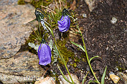Foto: Scheuchzers Glockenblume (Campanula scheuchzeri)