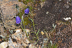 Foto: Scheuchzers Glockenblume (Campanula scheuchzeri)