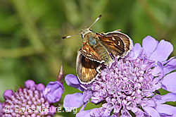 Weissfleckiger Kommafalter (Hesperia comma) auf Glänzender Skabiose (Scabiosa lucida) (F224712) Weissfleckiger Kommafalter (Hesperia comma) auf Glänzender Skabiose (Scabiosa lucida) (F224712)
