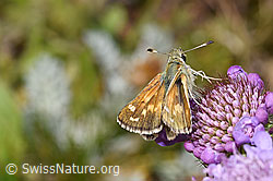 Foto: Weissfleckiger Kommafalter (Hesperia comma) auf Glänzender Skabiose (Scabiosa lucida)