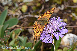Ähnlicher Perlmuttfalter (Boloria napaea) auf Glänzender Skabiose (Scabiosa lucida) (F224715) Ähnlicher Perlmuttfalter (Boloria napaea) auf Glänzender Skabiose (Scabiosa lucida) (F224715)