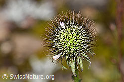 Foto: Glänzende Skabiose (Scabiosa lucida)