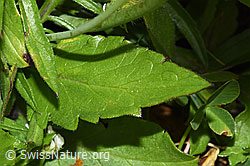 Foto: Glänzende Skabiose (Scabiosa lucida)