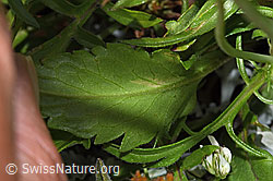 Foto: Glänzende Skabiose (Scabiosa lucida)