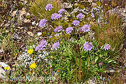 Glänzende Skabiose (Scabiosa lucida) (21.07.2022, F224734) Glänzende Skabiose (Scabiosa lucida) (21.07.2022, F224734)