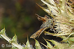 Weissfleckiger Kommafalter (Hesperia comma) auf Alpen-Kratzdistel (Cirsium spinosissimum) (F224748) Weissfleckiger Kommafalter (Hesperia comma) auf Alpen-Kratzdistel (Cirsium spinosissimum) (F224748)