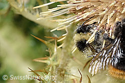 Berghummel (Bombus mesomelas) auf Alpen-Kratzdistel (Cirsium spinosissimum) (F224773) Berghummel (Bombus mesomelas) auf Alpen-Kratzdistel (Cirsium spinosissimum) (F224773)