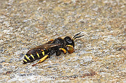 Crabro peltatus (Grabwespe) (21.07.2022, F224788)