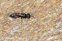 Crabro alpinus (Grabwespe) (F224790) Crabro alpinus (Grabwespe) (F224790)