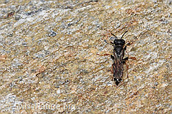 Crabro alpinus (Grabwespe) (F224792) Crabro alpinus (Grabwespe) (F224792)