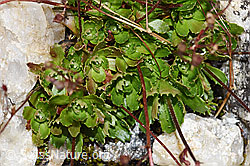 Foto: Sternblütiger Steinbrech (Saxifraga stellaris)