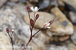 Foto: Sternblütiger Steinbrech (Saxifraga stellaris)