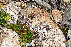 Sternblütiger Steinbrech (Saxifraga stellaris) (F224859) Sternblütiger Steinbrech (Saxifraga stellaris) (F224859)