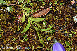 Foto: Scheuchzers Glockenblume (Campanula scheuchzeri)