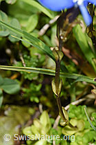 Bayrischer Enzian (Gentiana bavarica) (F224875) Bayrischer Enzian (Gentiana bavarica) (F224875)