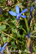 Bayrischer Enzian (Gentiana bavarica) (F224879) Bayrischer Enzian (Gentiana bavarica) (F224879)