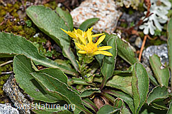 Foto: Echte Goldrute (Solidago virgaurea ssp. virgaurea)