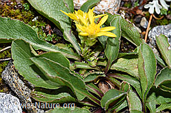 Foto: Echte Goldrute (Solidago virgaurea ssp. virgaurea)