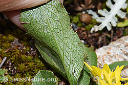 Foto: Echte Goldrute (Solidago virgaurea ssp. virgaurea)