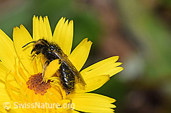 Foto: Grosse Zottelbiene (Panurgus banksianus)