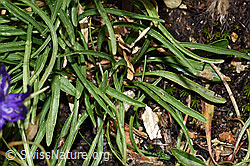 Foto: Halbkugelige Rapunzel (Phyteuma hemisphaericum)